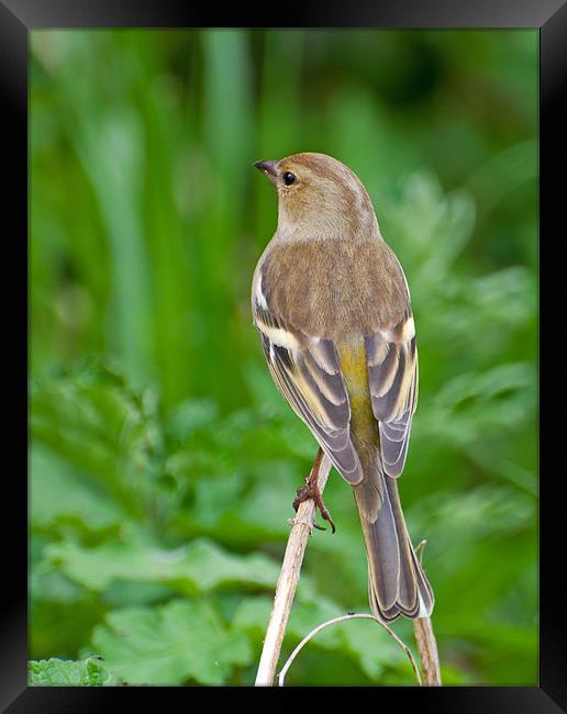Female Chaffinch Framed Print by Chris Thaxter