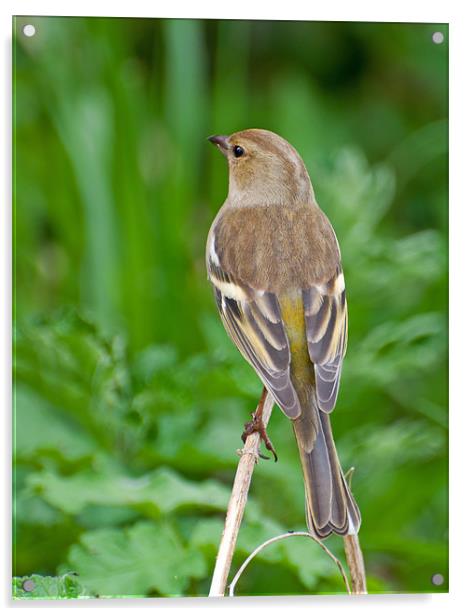 Female Chaffinch Acrylic by Chris Thaxter