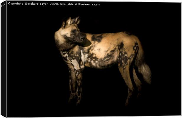 Majestic African Painted Dog Hunts in Packs Canvas Print by richard sayer