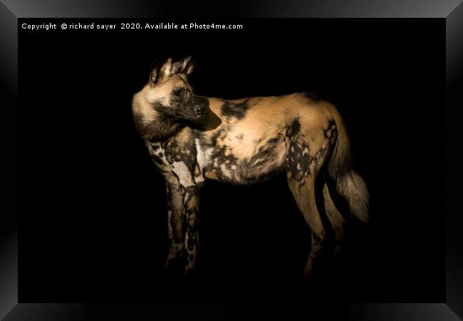 Majestic African Painted Dog Hunts in Packs Framed Print by richard sayer