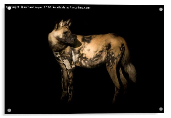 Majestic African Painted Dog Hunts in Packs Acrylic by richard sayer