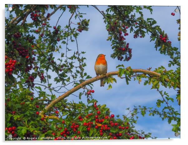 Robin in a Hawthorn Bush Acrylic by Angela Cottingham