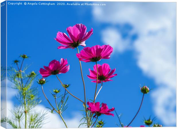 Pink Cosmos, Blue Sky Canvas Print by Angela Cottingham