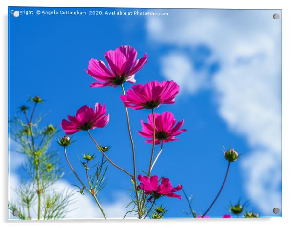 Pink Cosmos, Blue Sky Acrylic by Angela Cottingham