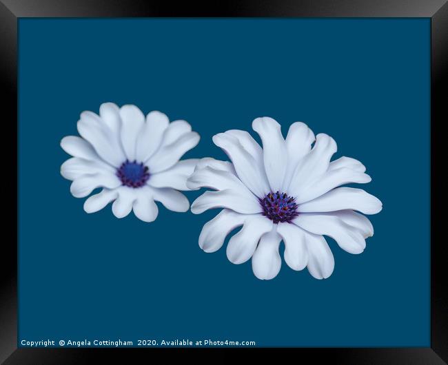 White African Daisies Framed Print by Angela Cottingham