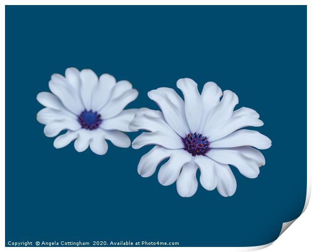White African Daisies Print by Angela Cottingham