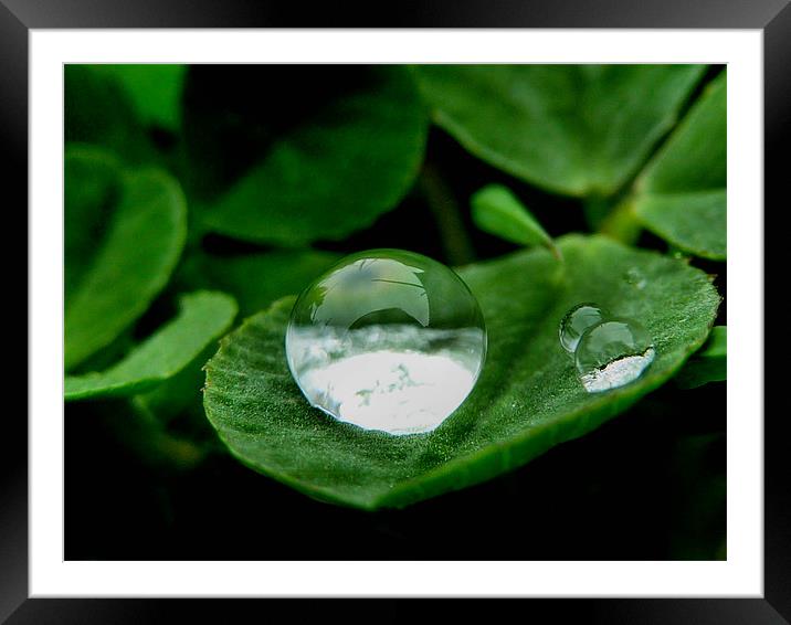 Dew on Clover Framed Mounted Print by Lucy Antony