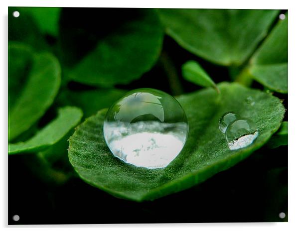 Dew on Clover Acrylic by Lucy Antony