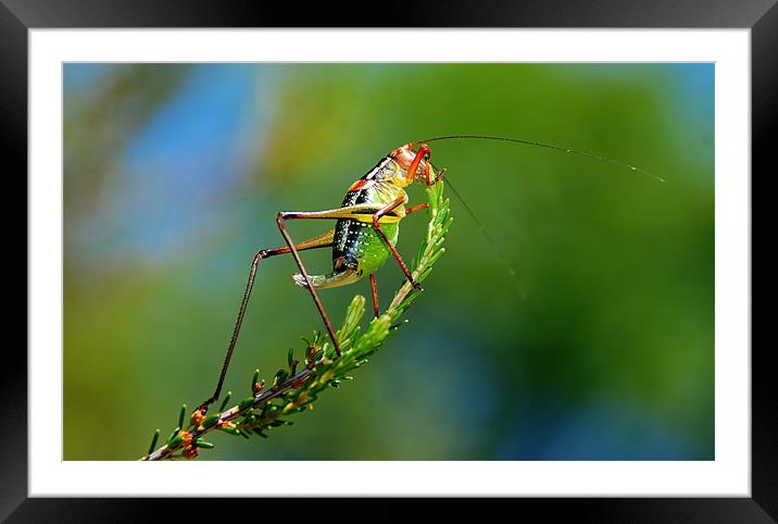 Bush Cricket Framed Mounted Print by Jamie Stokes