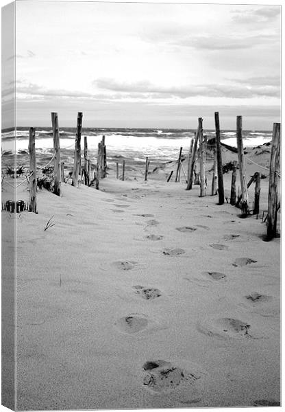 Footprints in the Sand Canvas Print by David Gardener