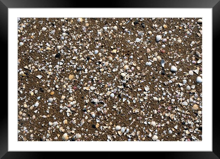 Beach full of Shells Framed Mounted Print by JEAN FITZHUGH