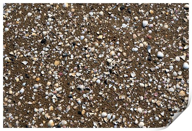Beach full of Shells Print by JEAN FITZHUGH
