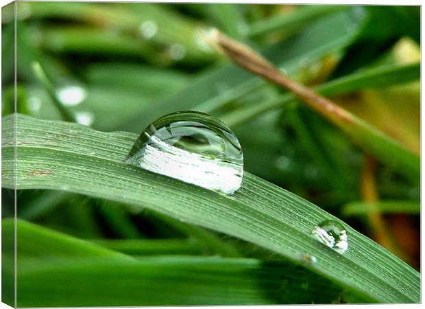 Dew on a blade of grass Canvas Print by Lucy Antony