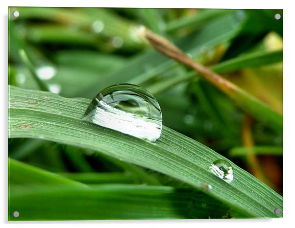 Dew on a blade of grass Acrylic by Lucy Antony