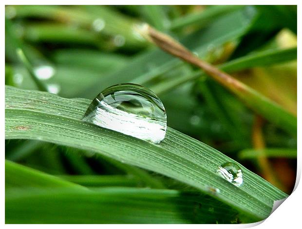 Dew on a blade of grass Print by Lucy Antony