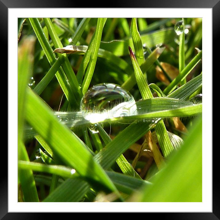 Dew on Grass II Framed Mounted Print by Lucy Antony