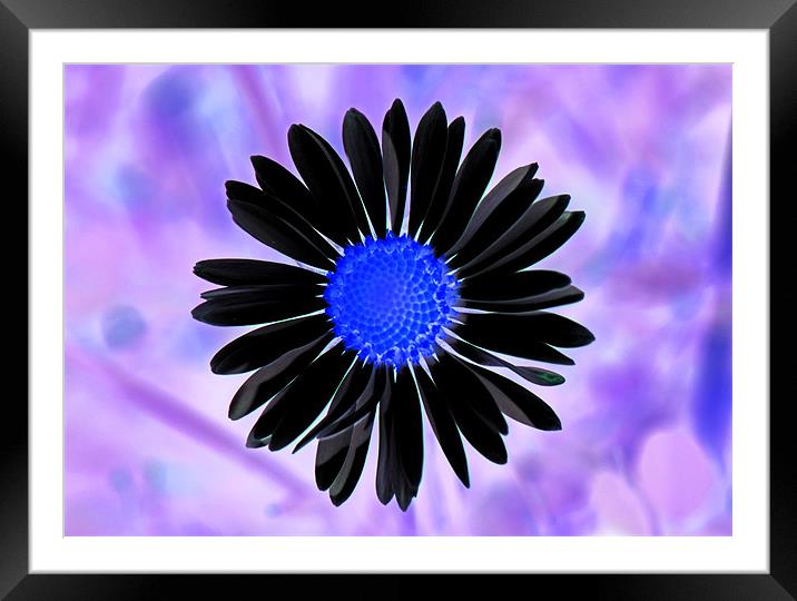 Negative Daisy Framed Mounted Print by Donna Collett