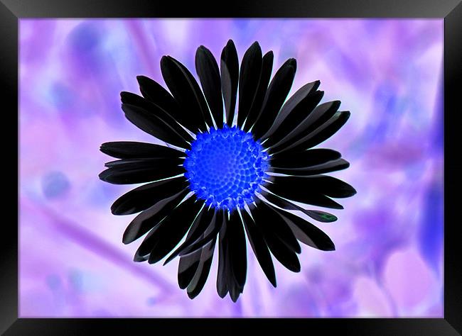 Negative Daisy Framed Print by Donna Collett