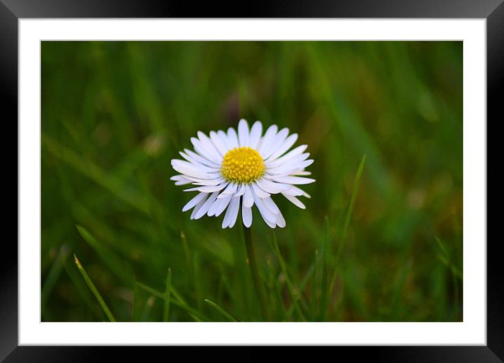 Daisy Framed Mounted Print by Donna Collett