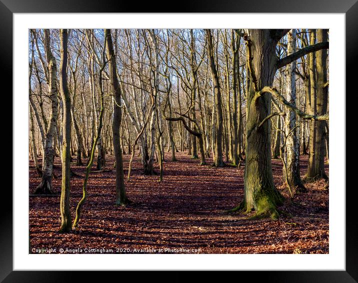 Bare Winter Trees Framed Mounted Print by Angela Cottingham