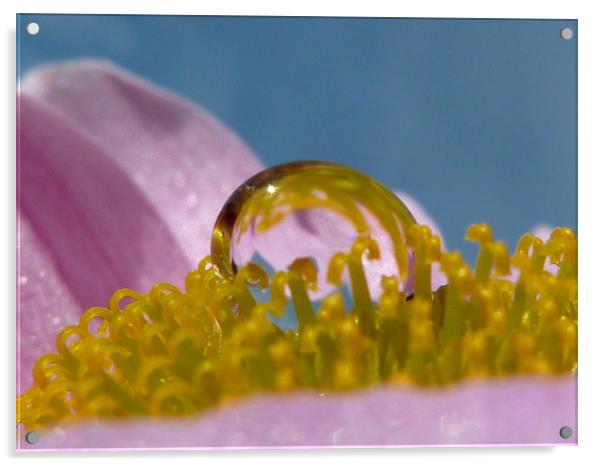 Gerbera Drop II Acrylic by Lucy Antony