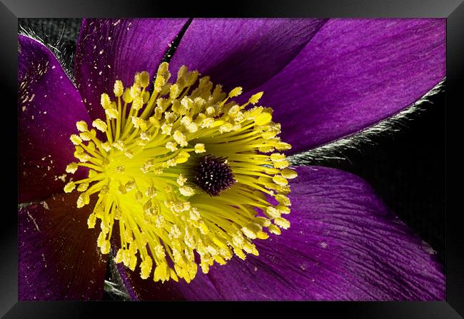 Pulsatilla Macro Framed Print by Pete Hemington