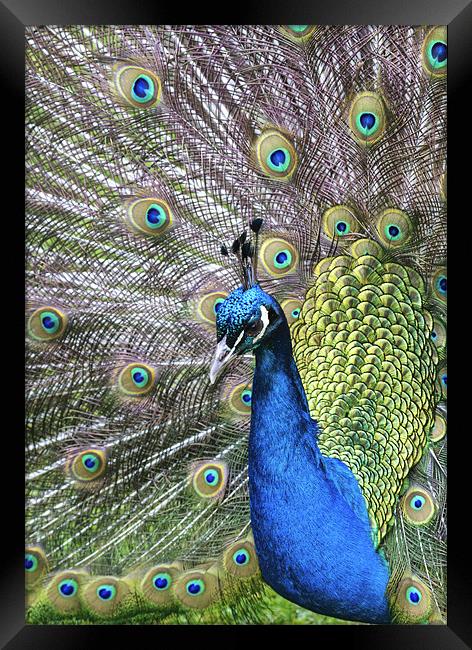 Peacock Framed Print by Mike Gorton