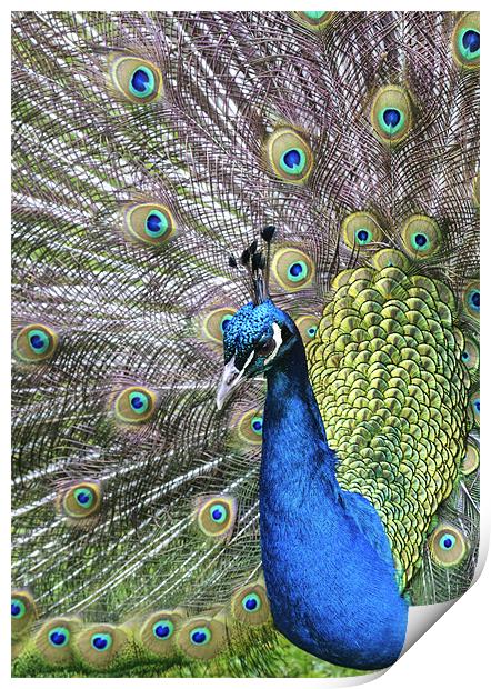 Peacock Print by Mike Gorton