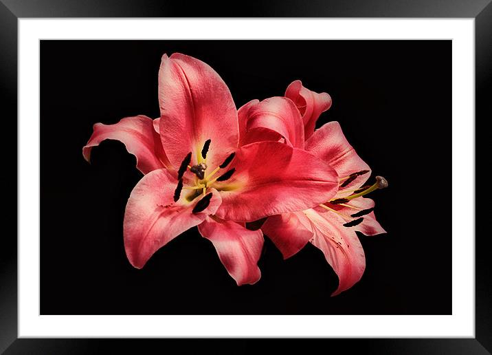 Two Lilies Framed Mounted Print by Karen Martin