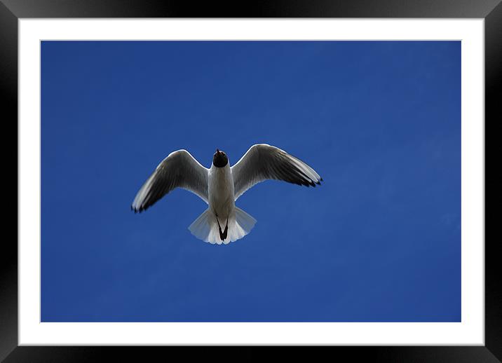 Seagull  and The Deep Blue Sky Framed Mounted Print by JEAN FITZHUGH