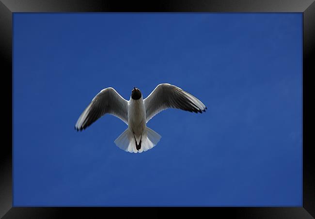 Seagull  and The Deep Blue Sky Framed Print by JEAN FITZHUGH