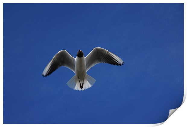 Seagull  and The Deep Blue Sky Print by JEAN FITZHUGH