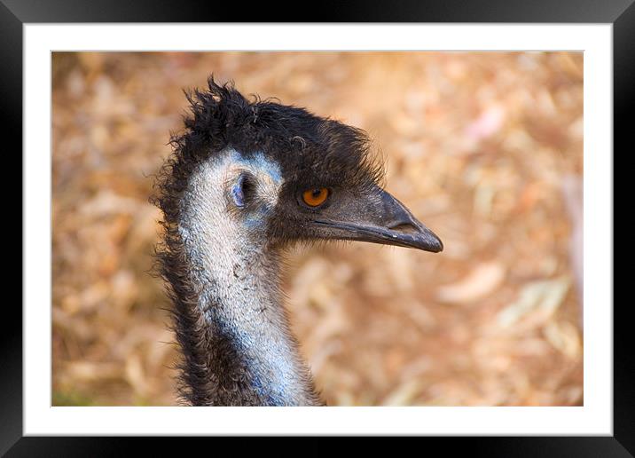 Emu Profile Framed Mounted Print by Mike Dawson