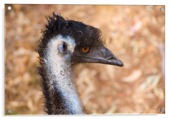 Emu Profile Acrylic by Mike Dawson
