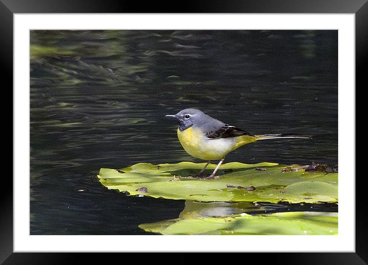 Grey Wagtail Framed Mounted Print by Brian Beckett
