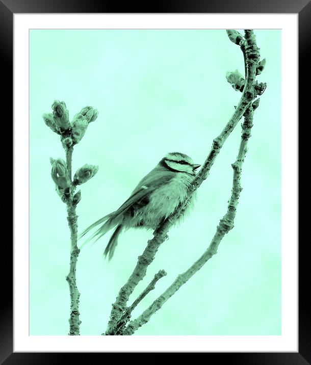 A Blue Blue Tit Framed Mounted Print by Louise Godwin