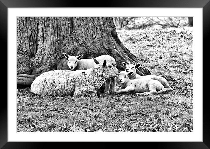 Spring Lambs B&W Framed Mounted Print by Jim kernan