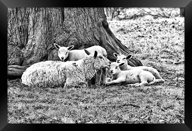 Spring Lambs B&W Framed Print by Jim kernan