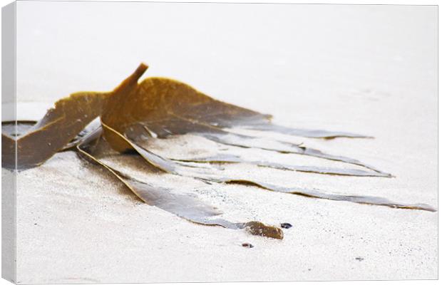Washed-up Seaweed Canvas Print by J Biggadike