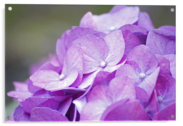 Pink Hydrangea Acrylic by J Biggadike