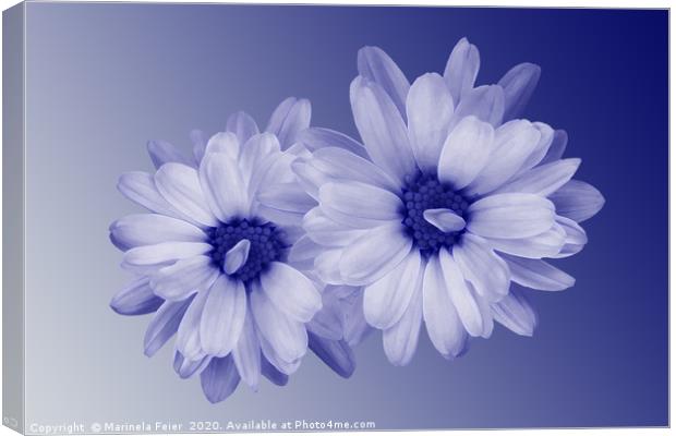 twisted blue petals Canvas Print by Marinela Feier