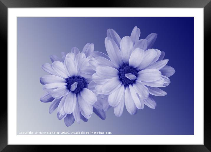 twisted blue petals Framed Mounted Print by Marinela Feier