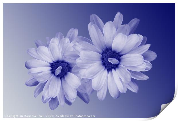 twisted blue petals Print by Marinela Feier