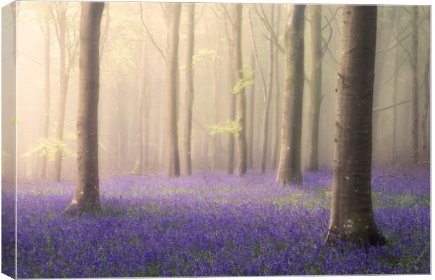 Spring Dawn Canvas Print by Chris Frost
