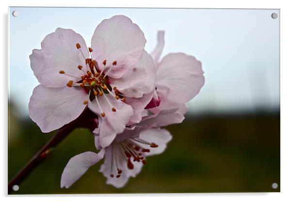 Almond Blossom Acrylic by Irina Walker