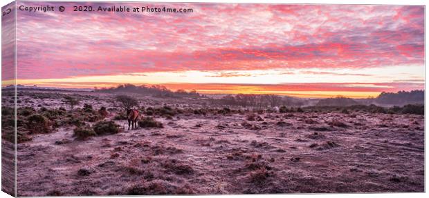 Frosty New Forest landscape  Canvas Print by Sue Knight