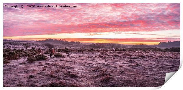 Frosty New Forest landscape  Print by Sue Knight