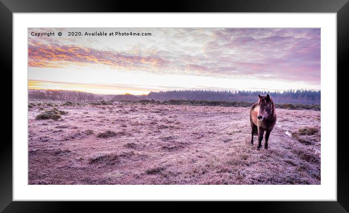 New Forest Pony On A Frosty, Winter's Morning Framed Mounted Print by Sue Knight