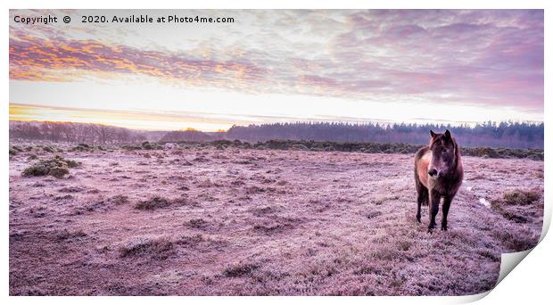 New Forest Pony On A Frosty, Winter's Morning Print by Sue Knight