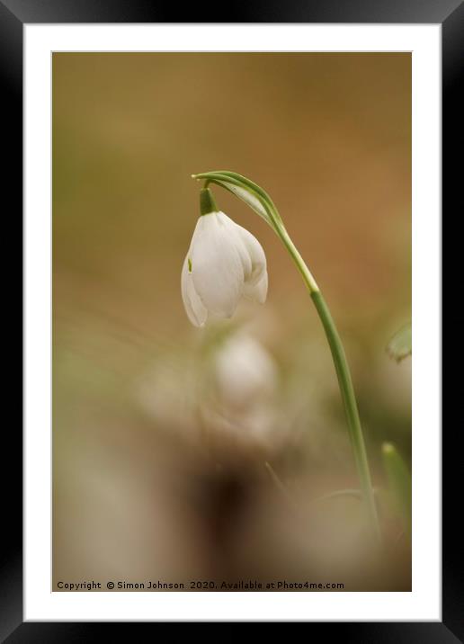  Isolated Snowdrop Framed Mounted Print by Simon Johnson